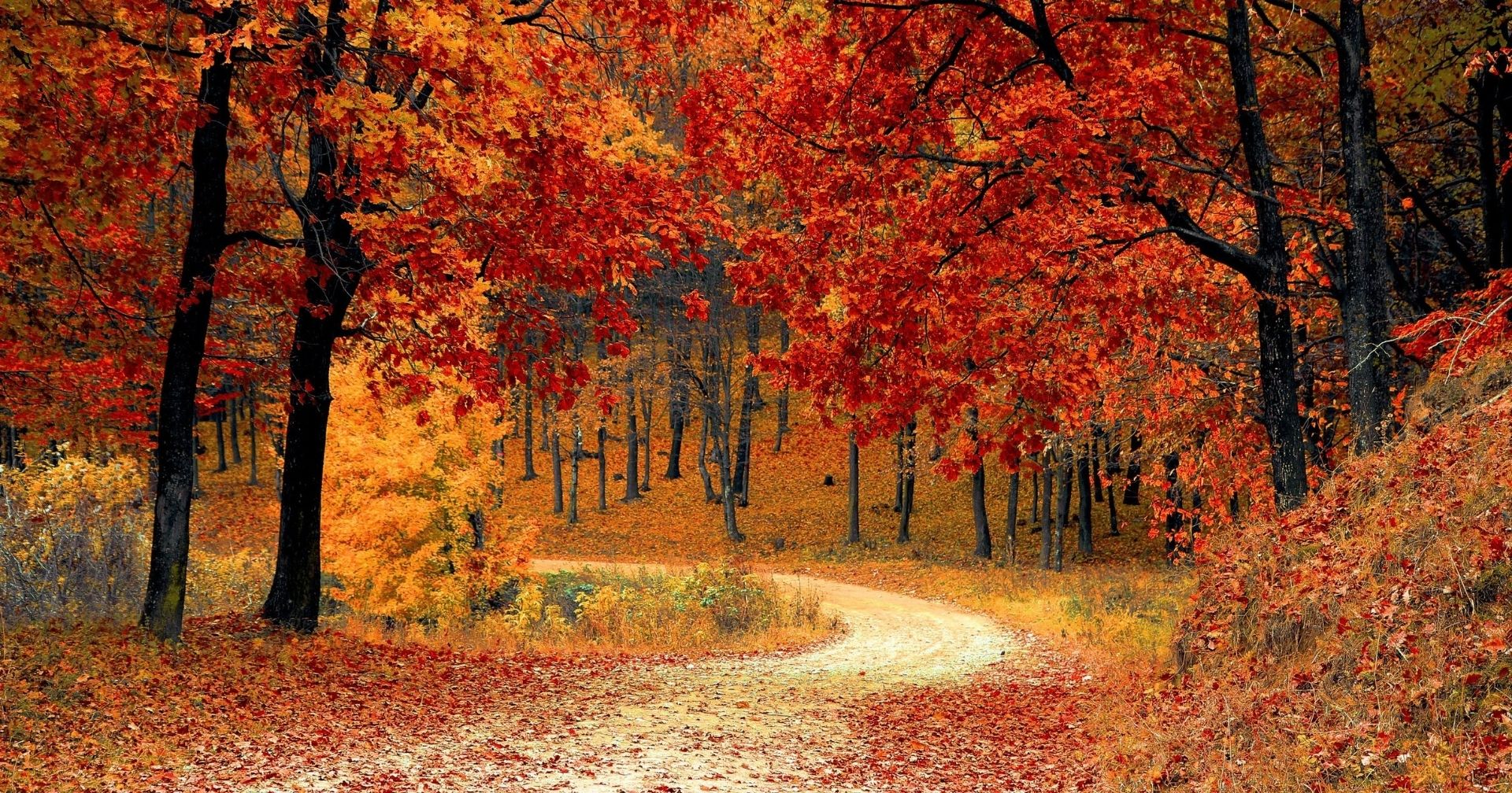 Los 6 mejores planes para disfrutar del otoño en Toronto 🍁